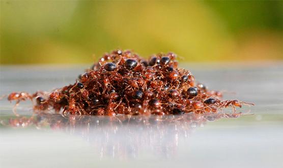 Las hormigas coloradas desarrollan balsas esféricas mediante la unión de sus cuerpos