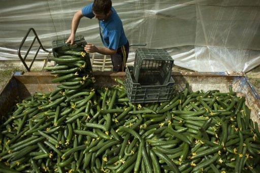 Una gricultor pasa unos pepinos de una cesta a un contenedor fuera de un invernadero en Algarrobo, Málaga