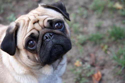 Perro raza Pug, de la exposición