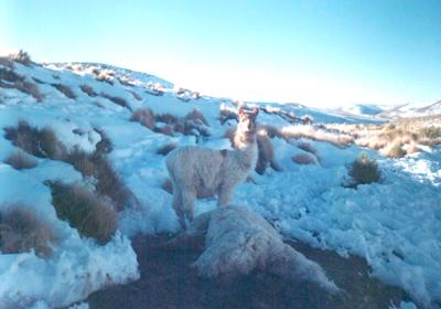 Llamas, guanacos y vicuñas en peligro