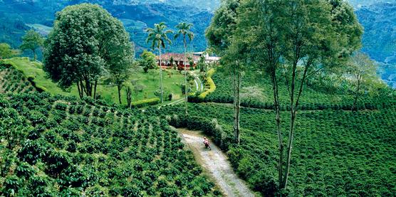 Casa en el Paisaje Cafetero