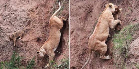 Cachorro rescatado por la madre