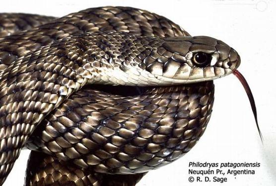 Científicos de la Argentina y de Brasil alertan sobre los riesgos de la mordedura de la serpiente Philodryas patagoniensis