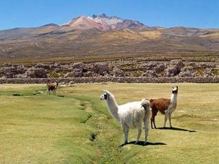 Se protegerán áreas y especies