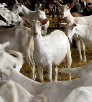 La provincia de San Juan tendrá desde el próximo sábado, la primera fábrica de helados con leche de cabra del país