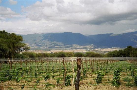 Viñedos en Colalao del Valle