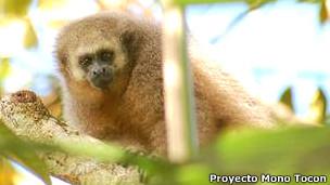 El mono tocón, Callicebus oenanthe, es una de las especies en peligro crítico que vive en los Andes