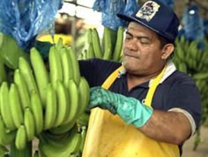 Bananas ecuatorianas en alza