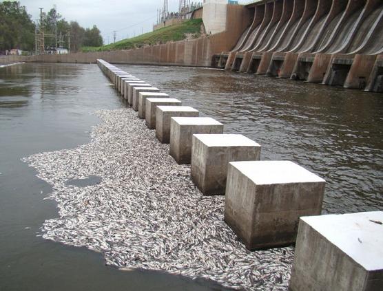 EL daño ambiental en Río Hondo es un hecho por este motivo hoy están citados 13 ingenios tucumanos para declarar en la Justicia 