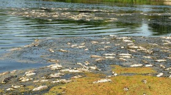 Peces muertos a causa de la contaminación en Termas de Río Hondo