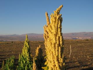 La planta ancestral de alto valor alimentario