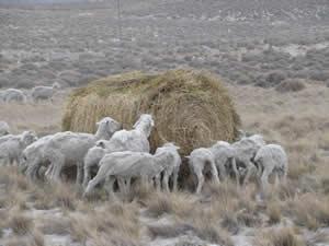 isminuyeron un 42 por ciento la producción de materia seca, principal fuente de alimento del ganado