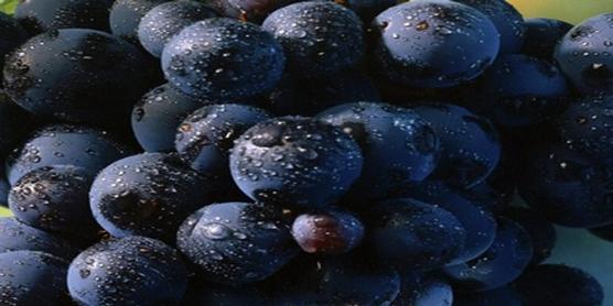 Uvas malbec