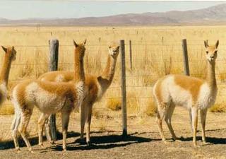 Vicuñas pastan en el Altiplano boliviano