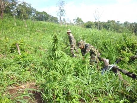 Extensa plantación de marihuana