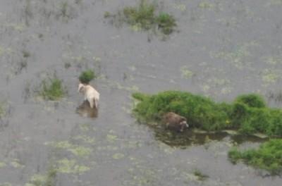 Ganado rodeado de aguas en chaco paraguayo