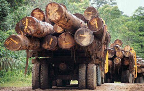 Camiones retirando árboles talados en Pará