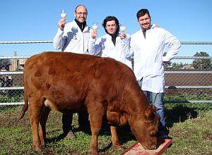 La vaca Rosita ISA protagonista de avance científico