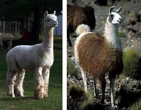 Alpaca - Llama