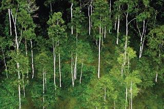 Boosques reforestados en Costa Rica