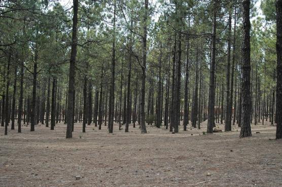 Plantación de pinos en Uruguay