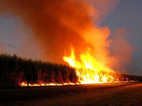 Los cañeros dieron rienda suelta a su inconciencia ambiental