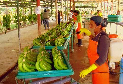 Plátanos del Chapare a la Argentina