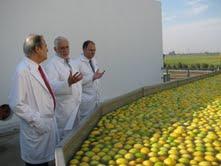 Limones tucumanos