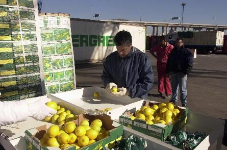 Limones tucumanos exportables