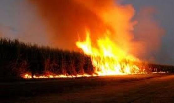 489 focos de incendios se detectaron en agosto