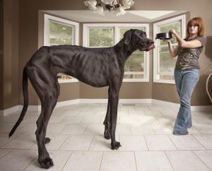 Perro récord de altura