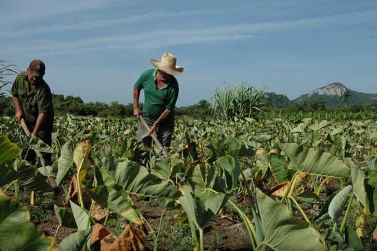 Crecen los campesinos en Cuba