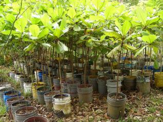 Los plantines listos para ser plantados en Cochabamba