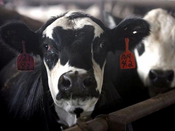 El mal de la vaca loca azota al sur del Brasil