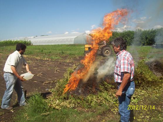 Quema de plantines