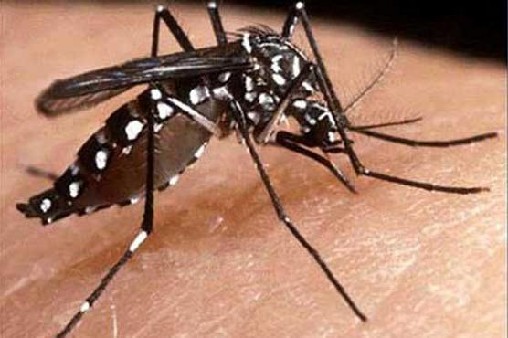 Salud confirmó tres casos de dengue en Tucumán