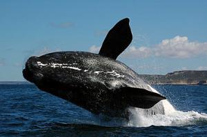 Ballenas, record de muerte