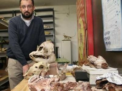 Hallaron fósiles de animales extinguidos hace unos 8.500 años en Tucumán