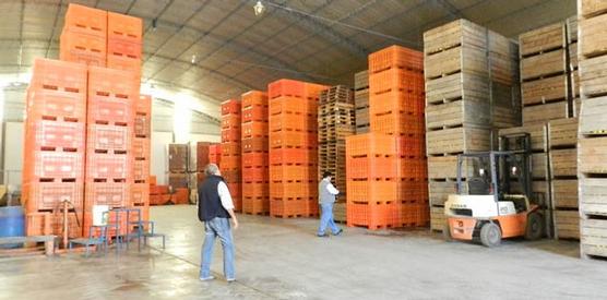 360 mil kgs de limones decomisados