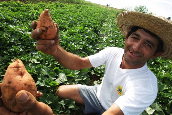 La producción de mandioca para alimentar al gigante