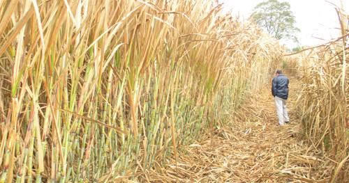 Cañeros reclaman la emergencia agropecuaria