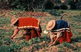 Labradores de la tierra recibirán títulos