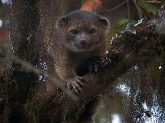 Olinguito mamífero carnivoro en Ecuador