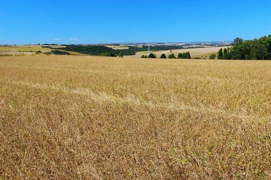 Plantación de soja en Não-Me-Toque, noreste del estado de Rio Grande do Sul.