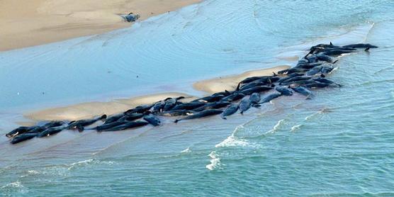 Peligrosa incursión costera de este tipo de ballenas