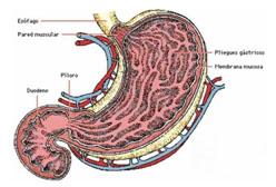 Estómago