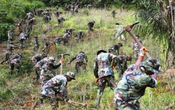 Militares bolivianos destruyen cocalar clandestino