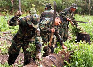 Efectivos militares destruyen cocalar