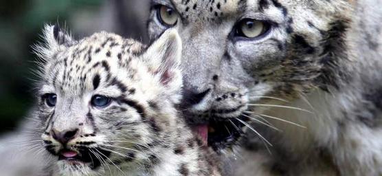 Leopardo de las nieves