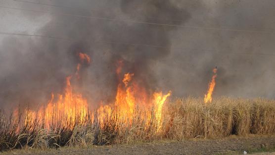 Quema de cañaverales generó cientos de multas este año